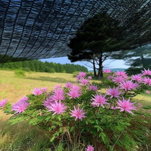 Load image into Gallery viewer, Artpuch 40% Shade Cloth with Grommets Mesh Sun Shade Tarp Black Outdoor Garden Sun Shade for Plants, Greenhouse,Pergola(Customized Available) DZ40-0