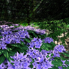 Load image into Gallery viewer, Artpuch 70% Shade Cloth with Grommets Mesh Sun Shade Tarp Black Outdoor Garden Sun Shade for Plants, Greenhouse,Pergola(Customized Available)