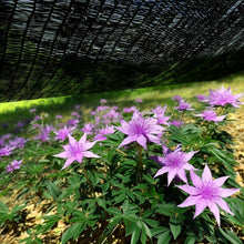 Load image into Gallery viewer, Artpuch 70% Shade Cloth with Grommets Mesh Sun Shade Tarp Black Outdoor Garden Sun Shade for Plants, Greenhouse,Pergola(Customized Available) PLDZ70-5